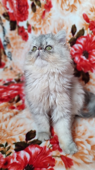 Femelle persan 8 mois