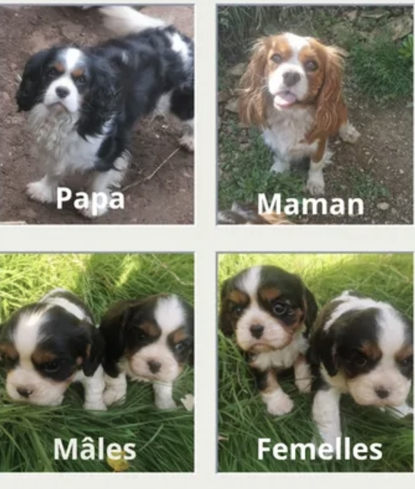 Chiots cavaliers King Charles