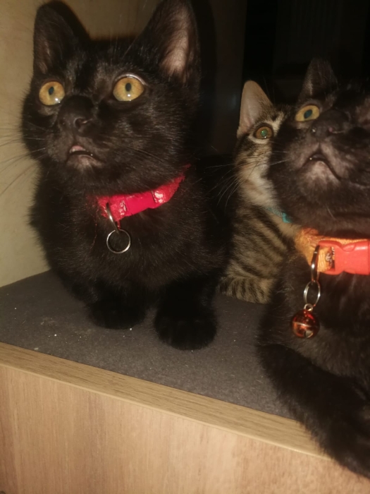 ! Adoption gratuite 🐈‍⬛