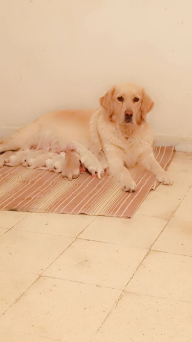 Disp chiot golden top
