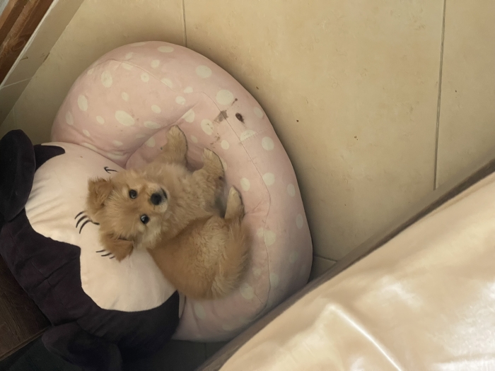 Chiot Pomeranian 4 mois vacciné