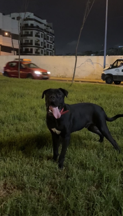 Cane corso