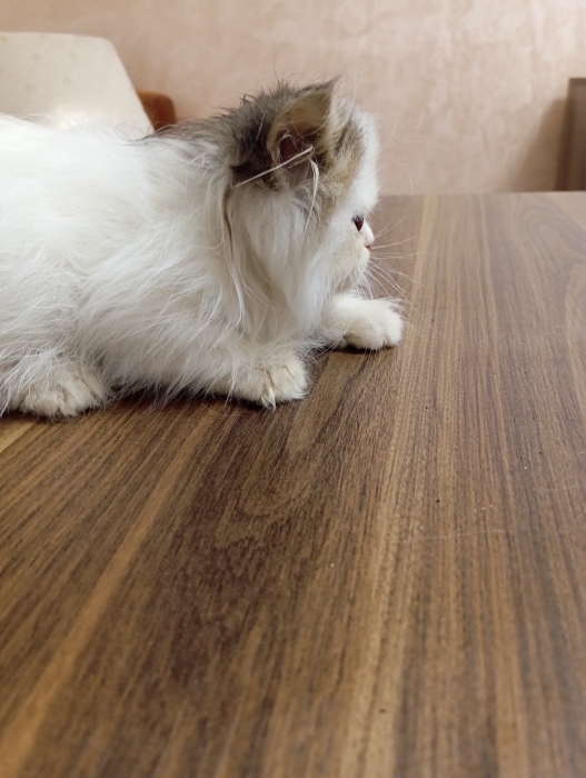 Persan chaton