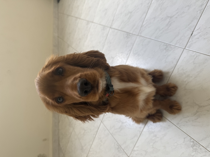 Cocker Anglais 6 mois