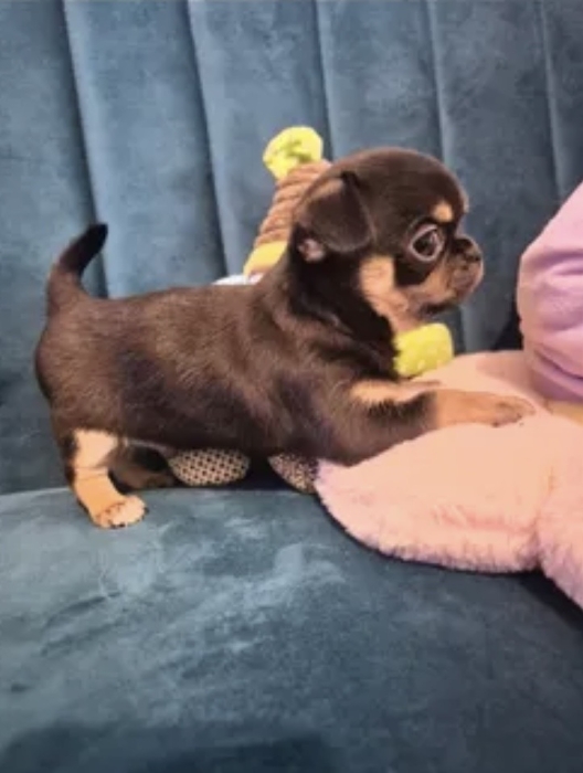 Chihuahua black tan miniature