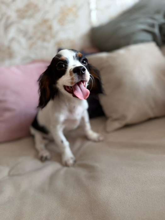Cavalier king charle