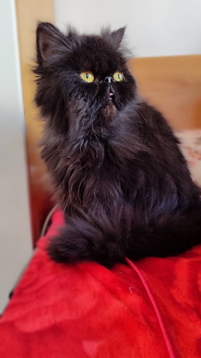 Femelle persan race pur smocky