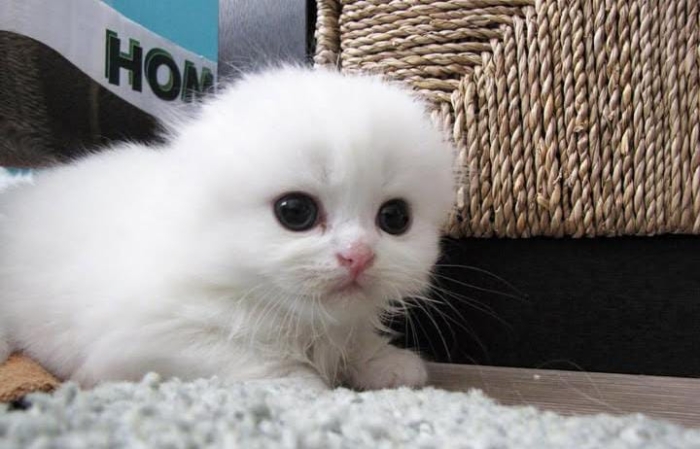Scottish fold & Highland