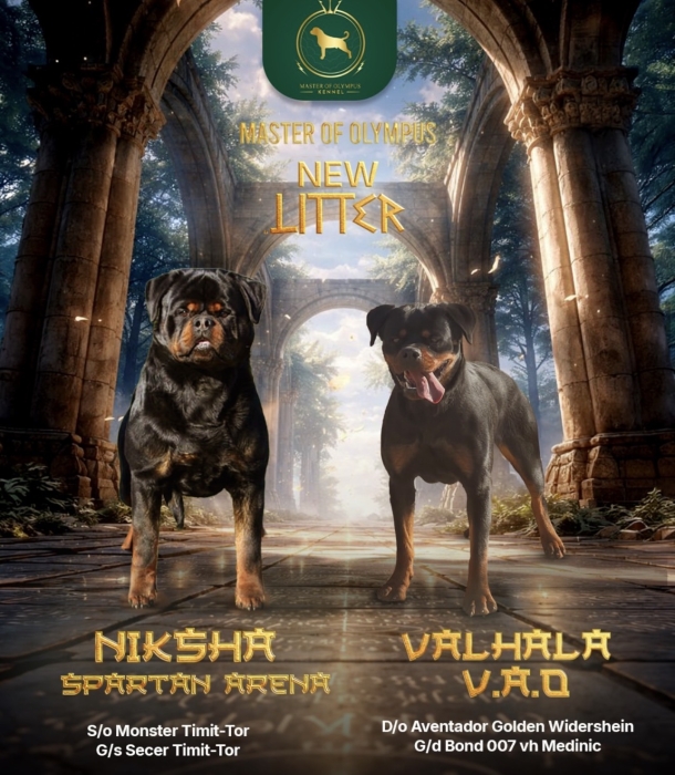Magnifique chiot rottweiler pedigree