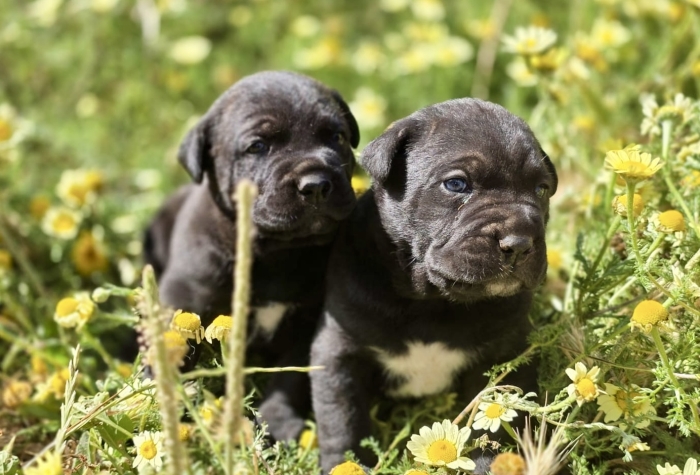 Chiots Cane Corso femelles