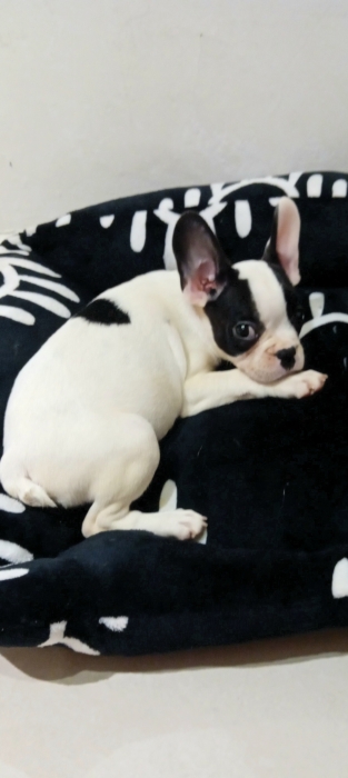 Chiot bouledogue français