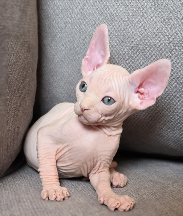 Sphynx