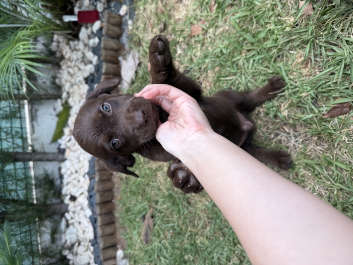 Labrador marron yeux verts