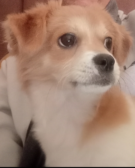 Une chienne papillon