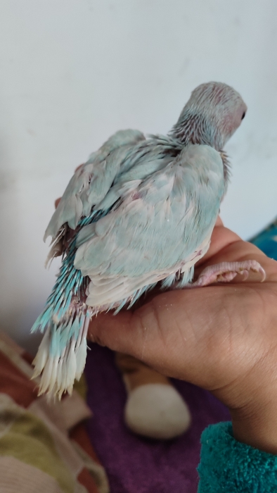 Bébé perruches acollier mutations