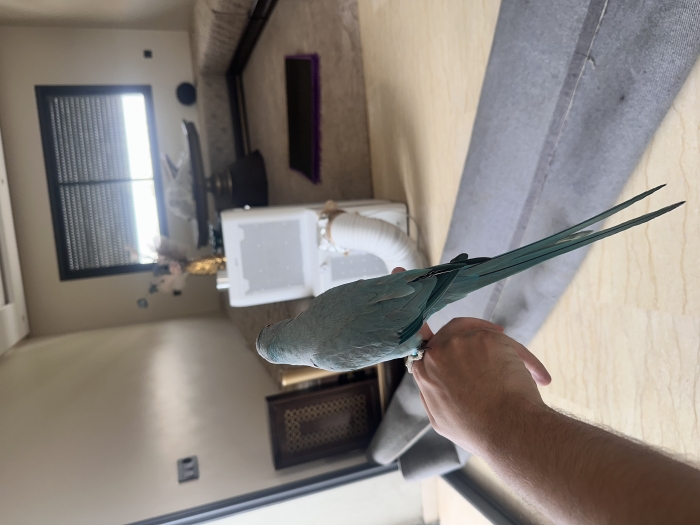 Perroquet à collier