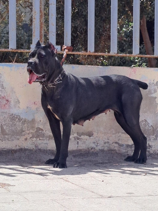 Super femelle cane corso adulte