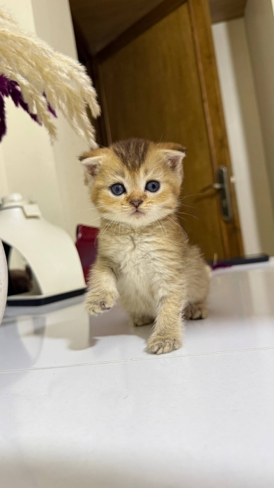 Scottish fold male Golden ny22