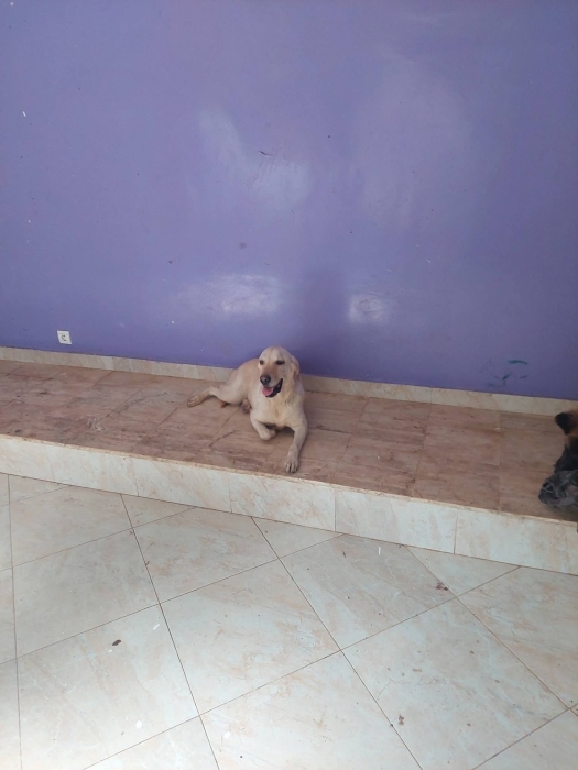 Femelle labrador retriever race pure