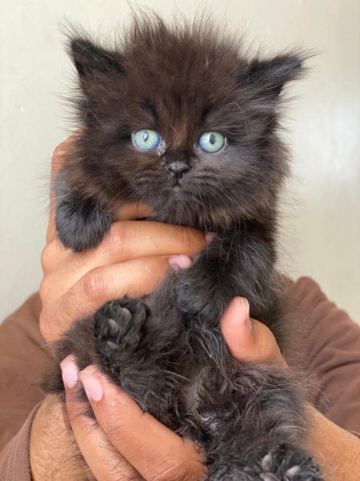 Chaton shirazi