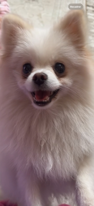Spitz Pomeranian