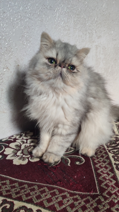 Femelle persan chinchilla