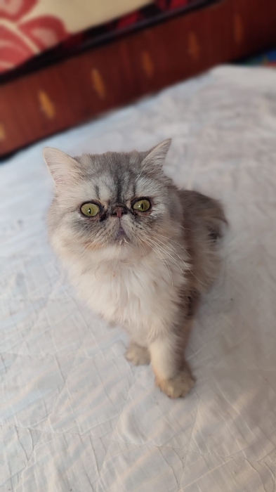 Femelle chinchilla persan 8 mois