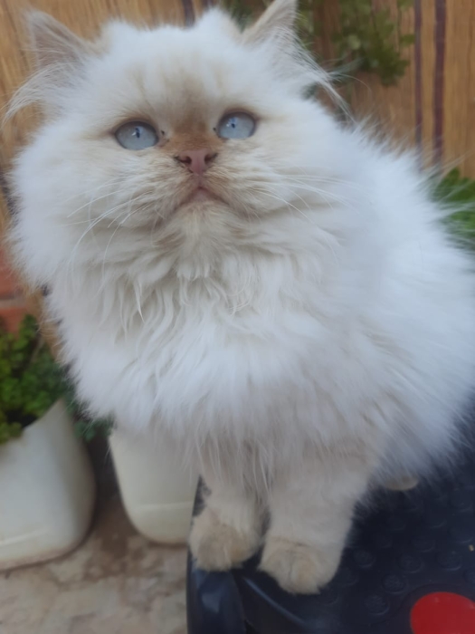Chat persan قط شيرازي