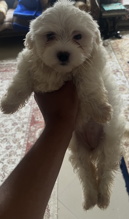 Chiots Bichon Maltais