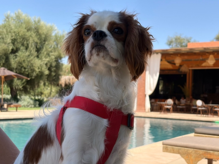 Cavalier king charles vacciné