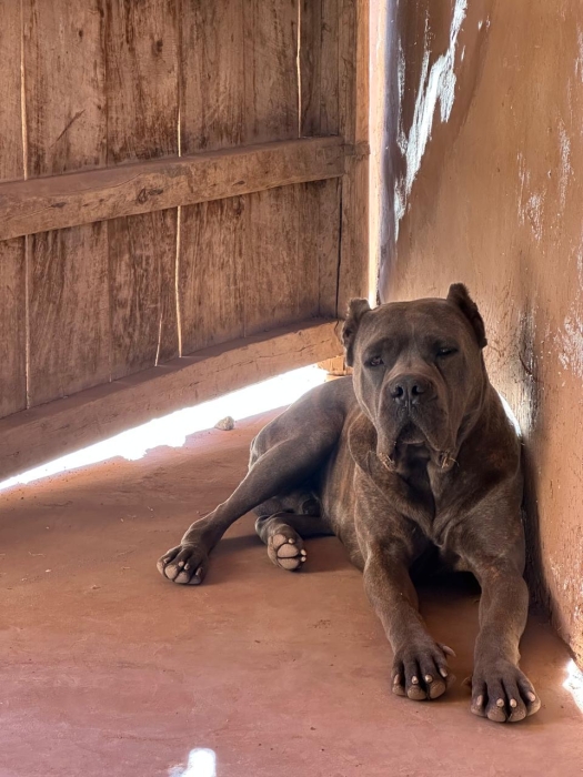 Cane corso pedigree