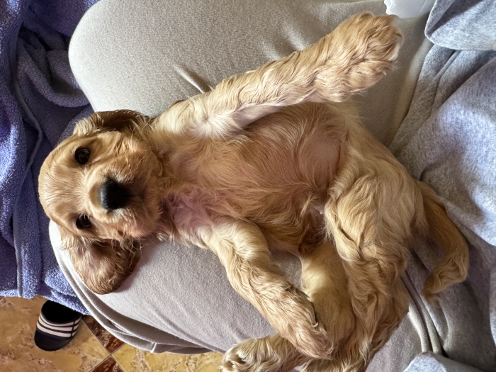 Chiot Cocker Spaniel