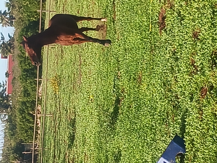 Double ponette 140cm gentille et calme