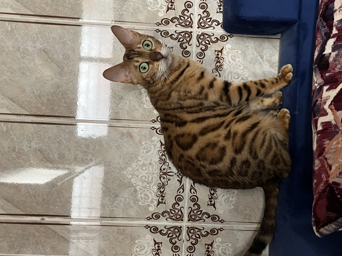 Chaton Bengal mâle disponible