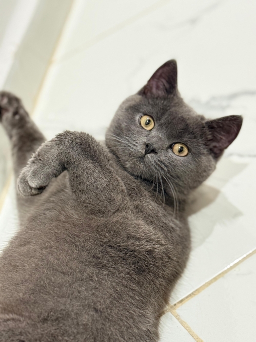 Chat Scottish Straight femelle – 7 mois – Très calme