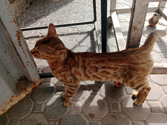 female bengal cat