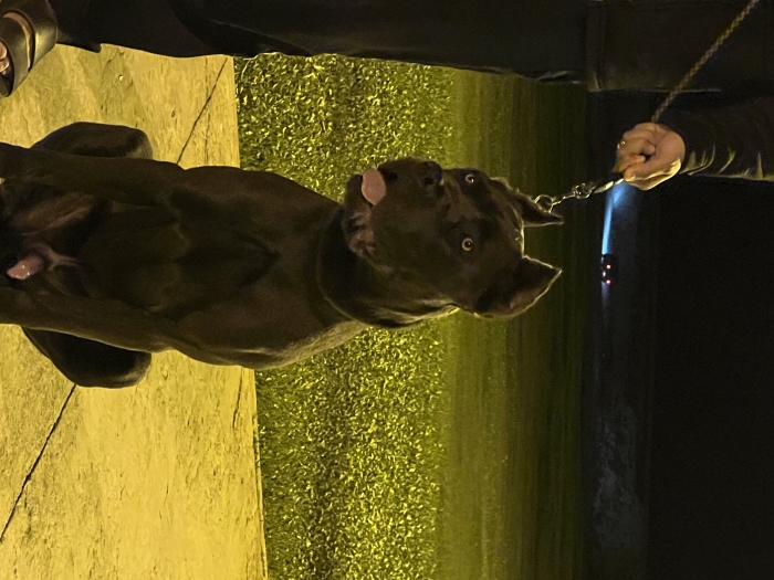 Cane corso mâle