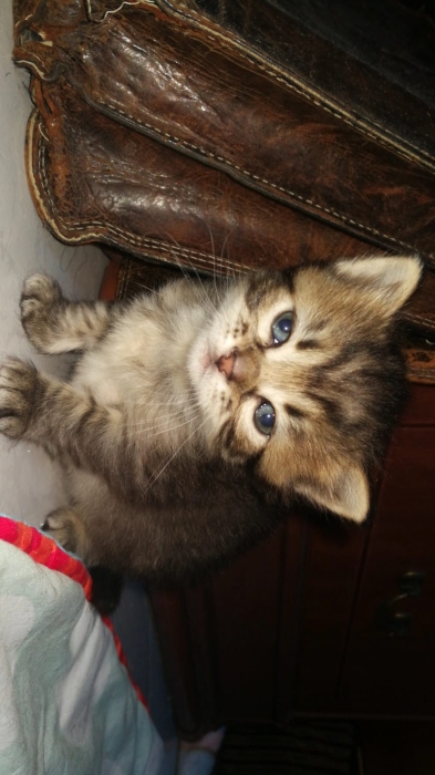 Chatons a robe Norvégienes gratuit ! 🐾