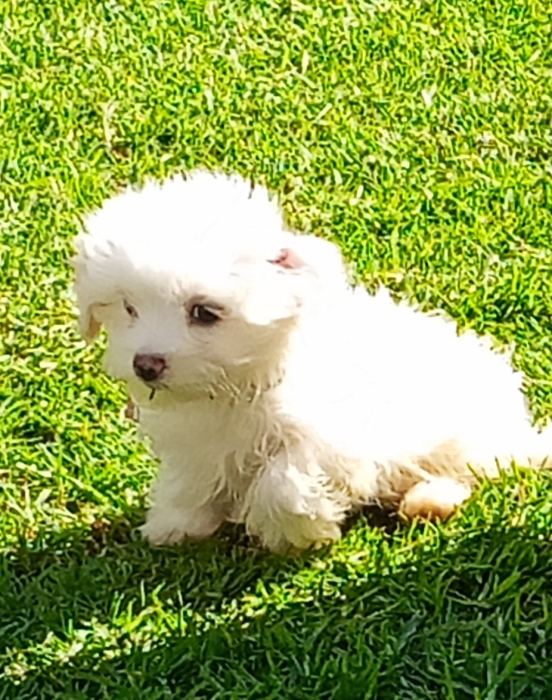 Bichons maltais de race pure