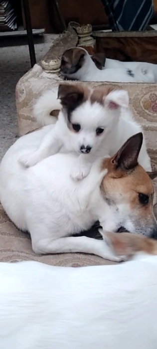 Superbes chiots type "oursons" (Jack Russell x Spitz) nés le 15/04/2026