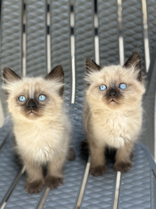 Siamois chat