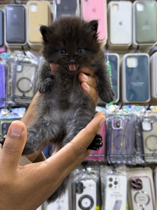 Chaton shirazi
