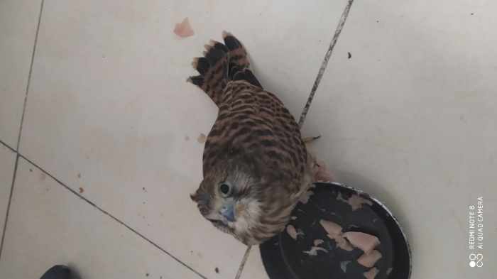 Falcon