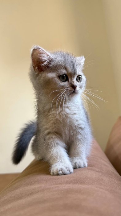 Scottish fold & british shorthair
