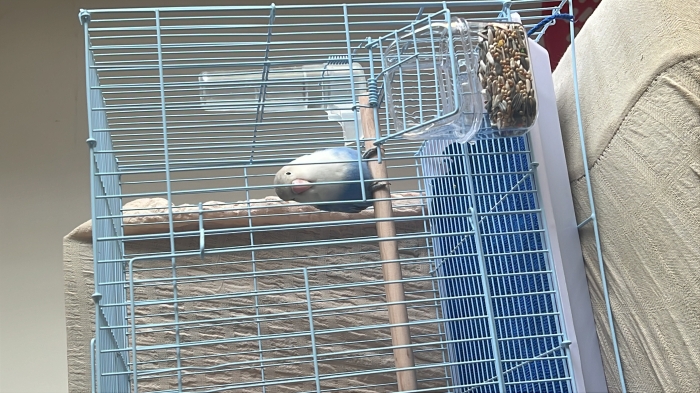 Inséparable Fischer à vendre