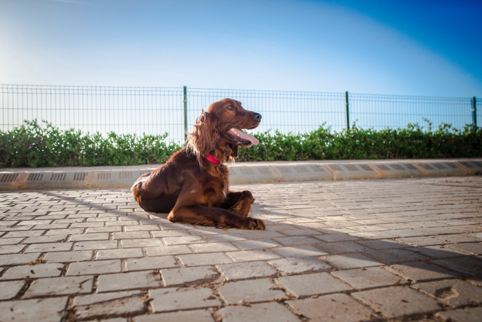 Setter irlandais pour accouplement