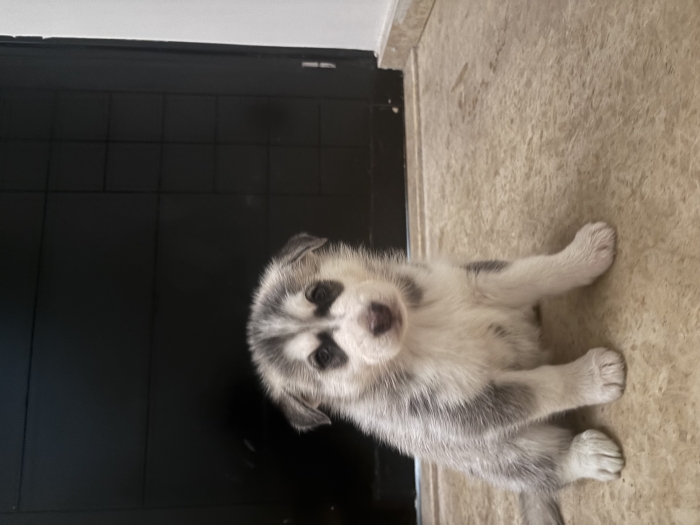 Husky malamute