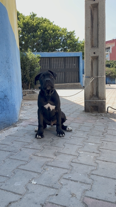 Cane corso pure