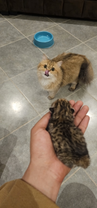 Chatons persan chinchila