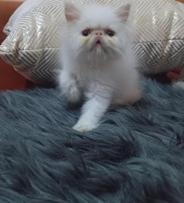 Persan kitten